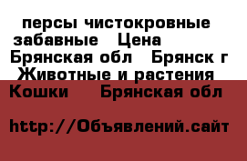 ,персы чистокровные, забавные › Цена ­ 3 000 - Брянская обл., Брянск г. Животные и растения » Кошки   . Брянская обл.